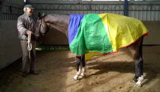 Valentiano v. Exclusiv u.d. Vicenza - Foto: privat - Trakehner Gestt Hmelschenburg