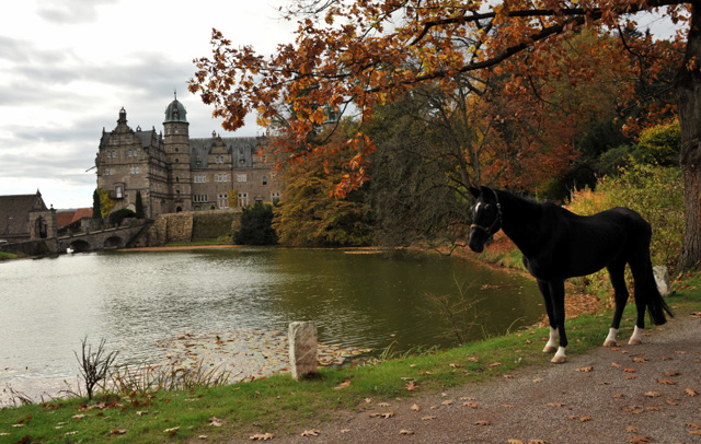 Hmelschenburg im Oktober 2013, Foto: Beate Langels, Trakehner Gestt Hmelschenburg - Beate Langels