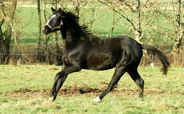 Hengst von Kostolany - Hohenstein