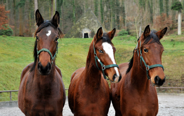 Jhrlingsstuten Schwalbenlicht, Klassic Blue und Giulietta im Dezember 2012, Foto: Beate Langels, Trakehner Gestt Hmelschenburg - Beate Langels