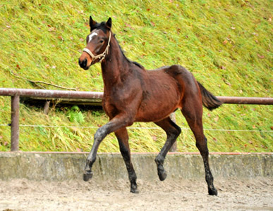 Hengstfohlen von Summertime u.d. Elitestute Schwalbenspiel v. Exclusiv - Gestt Hmelschenburg am 27. Dezember 2012, Foto: Beate Langels, Trakehner Gestt Hmelschenburg - Beate Langels