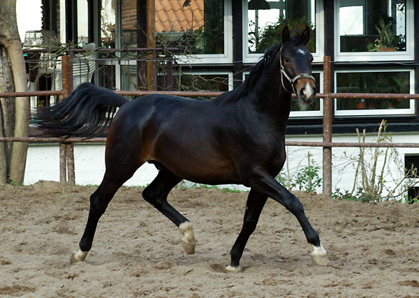 Trakehner Wallach von Kostolany u.d. Oympia v. Le Duc