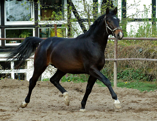 Trakehner Wallach von Kostolany u.d. Oympia v. Le Duc, Foto: Beate Langels Gestt Hmelschenburg