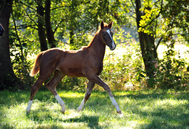 Oldenburger Stutfohlen von Shavalou x Kostolany - Hmelschenburg im September 2013, Foto: Beate Langels, Trakehner Gestt Hmelschenburg - Beate Langels