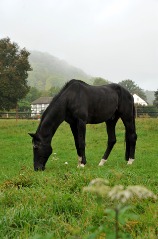 Kostolany im 29. Lebensjahr - Hmelschenburg im September 2013, Foto: Beate Langels, Trakehner Gestt Hmelschenburg - Beate Langels