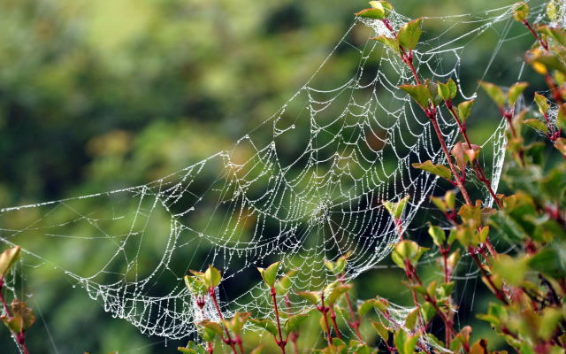 Hmelschenburg - im September 2013, Foto: Beate Langels, Trakehner Gestt Hmelschenburg - Beate Langels