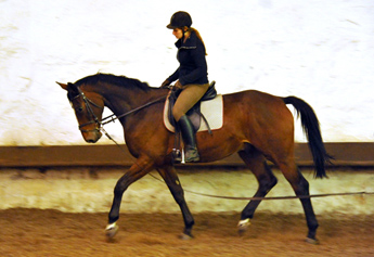Ende September 2013 - Karalino von Summertime u.d. Karalina v. Exclusiv - Foto: Beate Langels, Trakehner Gestt Hmelschenburg