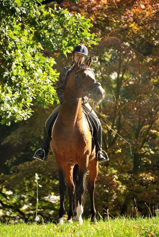 Hmelschenburg - im September 2013, Foto: Beate Langels, Trakehner Gestt Hmelschenburg - Beate Langels