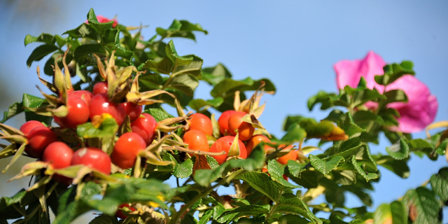 Hmelschenburg - im September 2013, Foto: Beate Langels, Trakehner Gestt Hmelschenburg - Beate Langels