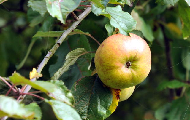 Hmelschenburg - im September 2013, Foto: Beate Langels, Trakehner Gestt Hmelschenburg - Beate Langels