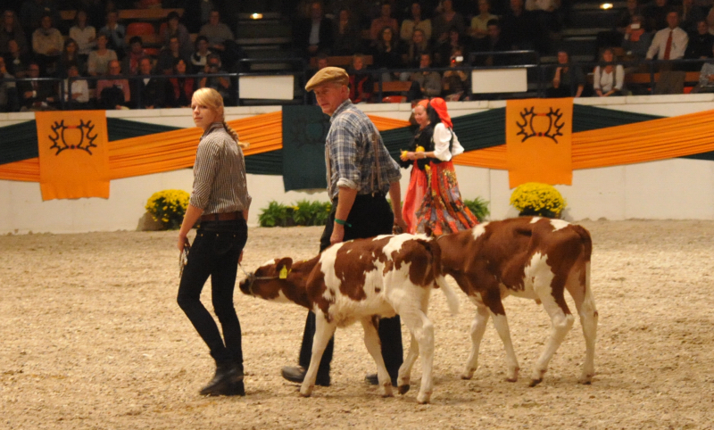 Wehlauer Pferdemarkt - Foto: Beate Langels, Trakehner Gestt Hmelschenburg