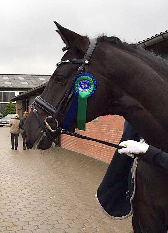 Ehramo von Alter Fritz x Kostolany und Aileen im Februar 2016 - Foto: Kluge - Trakehner Gestt Hmelschenburg