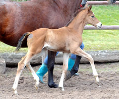 Trakehner Colt by Saint Cyr out of Pr.a.StPrSt. Karena by Freudenfest - Foto: Beate Langels Trakehner Gest�t H�melschenburg