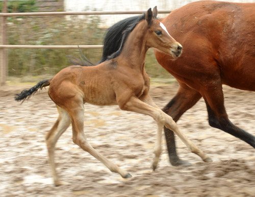 Trakehner Stutfohlen von Saint Cyr u.d. Prmien- und Staatsprmienstute Karena v. Freudenfest - Foto: Beate Langels, Trakehner Gestt Hmelschenburg