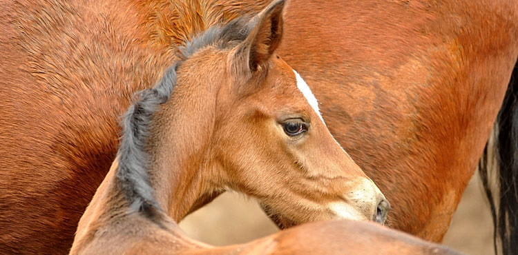 Trakehner Stutfohlen von Saint Cyr u.d. Prmien- und Staatsprmienstute Karena v. Freudenfest - Foto: Beate Langels, Trakehner Gestt Hmelschenburg