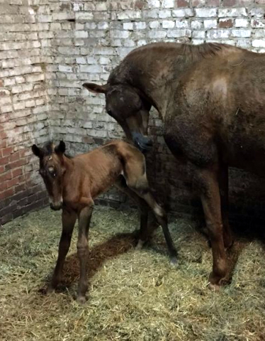 Ehramo von Alter Fritz x Kostolany und Aileen im Februar 2016 - Foto: Kluge - Trakehner Gestt Hmelschenburg