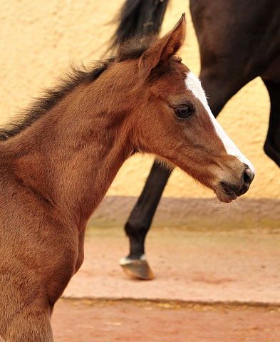 Hengstfohlen von High Motion u.d. Pr.u.StPrSt. Vittoria v. Exclusiv - Trakehner Gestt Hmelschenburg - Foto: Beate Langels