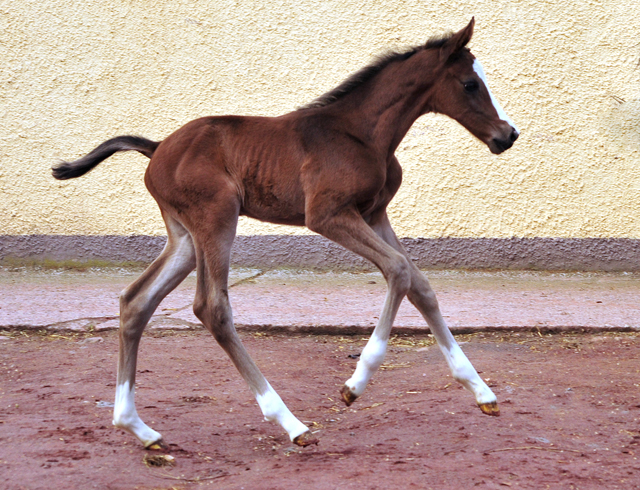 Hengstfohlen von High Motion u.d. Pr.u.StPrSt. Vittoria v. Exclusiv - Trakehner Gestt Hmelschenburg - Foto: Beate Langels