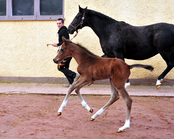 Hengstfohlen von High Motion u.d. Pr.u.StPrSt. Vittoria v. Exclusiv - Trakehner Gestt Hmelschenburg - Foto: Beate Langels