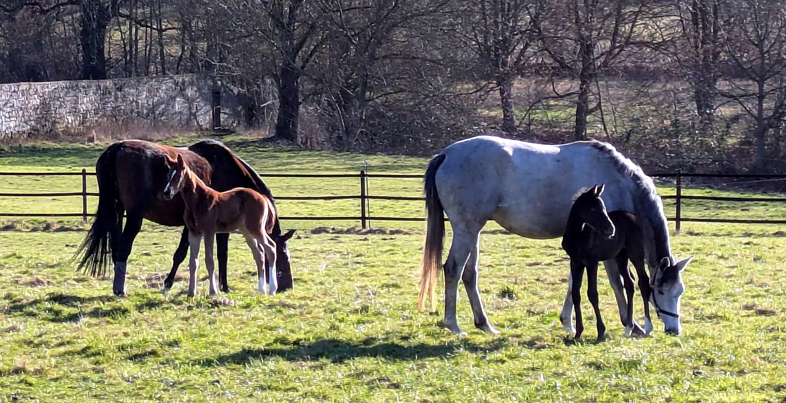 Impressionen - Februar 2026 - Trakehner Gest�t H�melschenburg  - Foto: Beate Langels