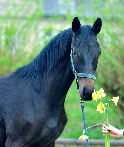 28. Mrz 2020 in Hmelschenburg - Trakehner Gestt Hmelschenburg - Beate Langels