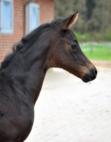 Trakehner Stutfohlen von Oliver Twist u.d. Candy v. Donaufels - Foto: Beate Langels