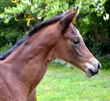 Stutfohlen von High Motion u.d. Sacre Elyse v. Exclusiv, Foto: Sabine Langels - 
Gestüt Hämelschenburg