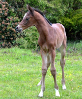 Stutfohlen von High Motion u.d. Sacre Elyse v. Exclusiv - Foto: Sabine Langels