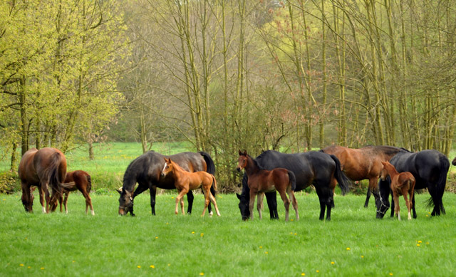 Die Hmelschenburger Stuten und Fohlen in den Emmerauen - Foto: Beate Langels, Trakehner Gestt Hmelschenburg