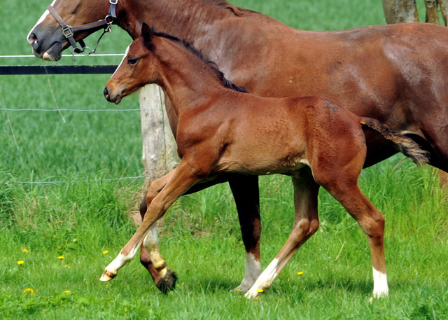 Stutfohlen von Singolo u.d. Pr. u. StPr.St Klassic v. Freudenfest - Foto: Beate Langels, Trakehner Gestt Hmelschenburg