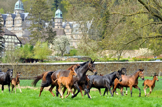 Die Hmelschenburger Stuten und Fohlen in den Emmerauen - Foto: Beate Langels, Trakehner Gestt Hmelschenburg