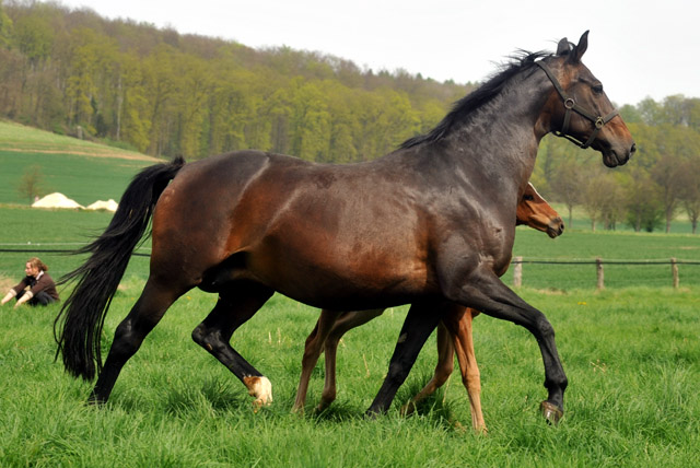 Beloved von Kostolany u.d. Bell'Air v. Sandro - Foto: Beate Langels, Trakehner Gestt Hmelschenburg