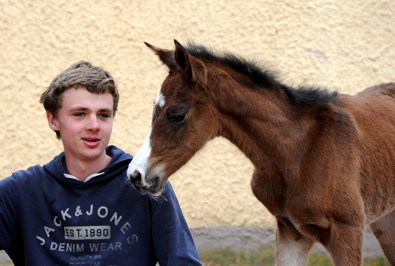 Giavedia - Trakehner Stutfohlen v. Glücksruf I x Saint Cyr - Trakehner Gestüt Hämelschenburg - Foto: Beate Langels