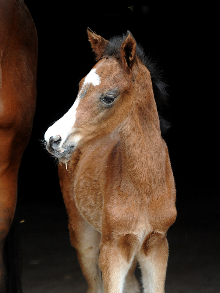 Giavedia - Trakehner Stutfohlen v. Glücksruf I x Saint Cyr - Trakehner Gestüt Hämelschenburg - Foto: Beate Langels