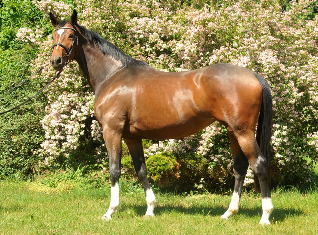 Val de Vienne von Exclusiv (im Mai 2012) - im Gestt Schplitz  - Foto: Beate Langels - Trakehner Gestt Hmelschenburg