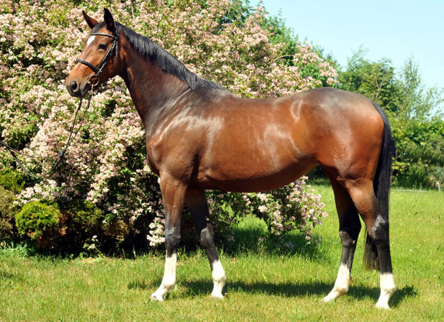 Val de Vienne von Exclusiv (im Mai 2012) - im Gestt Schplitz  - Foto: Beate Langels - Trakehner Gestt Hmelschenburg