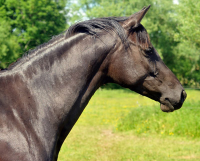 Trakehner Stute Schwalbensiegel von Kostolany u.d. Elitestute Schwalbenspiel von Exclusiv, Zchter: Gestt Hmelschenburg