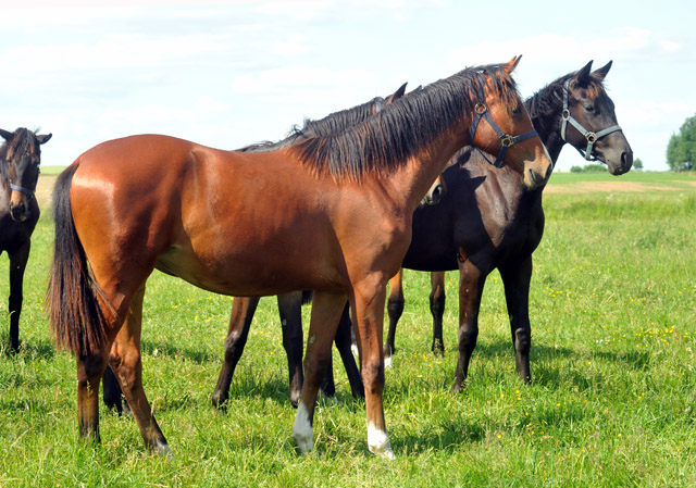 Jhrlingsstute Schwalbenpoesie von Exclusiv u.d. Schwalbenfee v. Freudenfest - Foto: Beate Langels - Trakehner Gestt Hmelschenburg