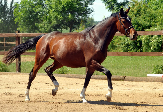 Val de Vienne von Exclusiv (im Mai 2012) - im Gestt Schplitz  - Foto: Beate Langels - Trakehner Gestt Hmelschenburg