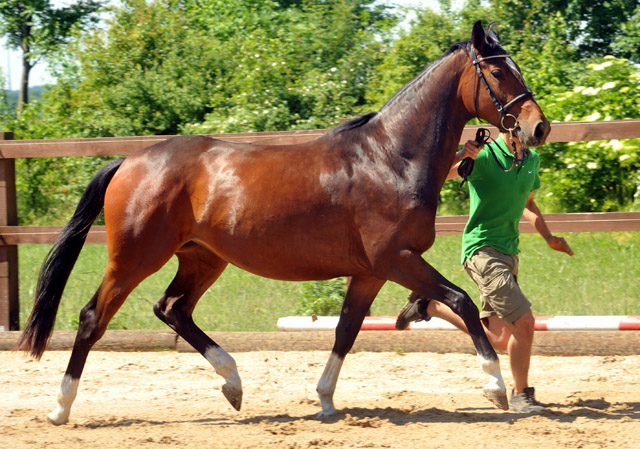 Val de Vienne von Exclusiv (im Mai 2012) - im Gestt Schplitz  - Foto: Beate Langels - Trakehner Gestt Hmelschenburg