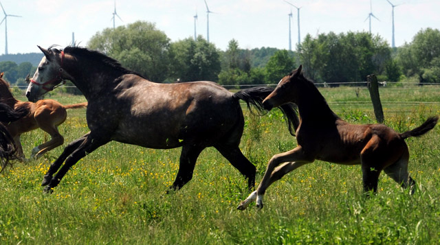 Teatime v. Summertime, dahinter Hengstfohlen von Saint Cyr u.d. Samsara v. Hyllos - Foto: Beate Langels