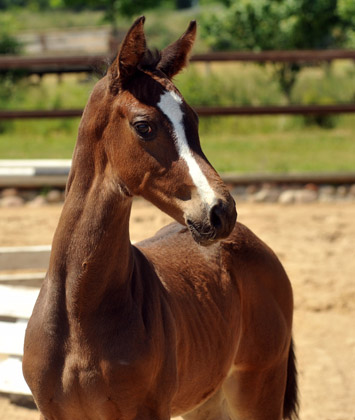 Trakehner Hengstfohlen von Saint Cyr u.d. Samsara v. Hyllos, Foto: Beate Langels, Trakehner Gestt Hmelschenburg