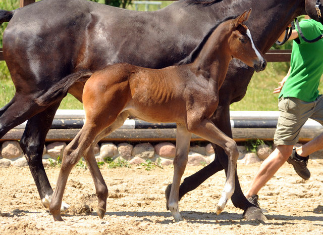 Trakehner Hengstfohlen von Saint Cyr u.d. Samsara v. Hyllos, Foto: Beate Langels, Trakehner Gestt Hmelschenburg