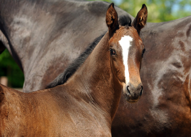 Trakehner Hengstfohlen von Saint Cyr u.d. Samsara v. Hyllos, Foto: Beate Langels, Trakehner Gestt Hmelschenburg
