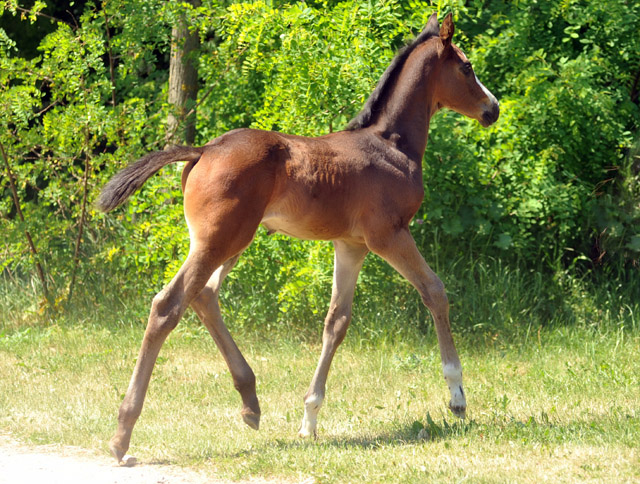 Trakehner Hengstfohlen von Saint Cyr u.d. Samsara v. Hyllos, Foto: Beate Langels, Trakehner Gestt Hmelschenburg
