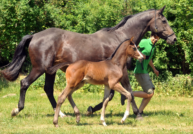 Trakehner Hengstfohlen von Saint Cyr u.d. Samsara v. Hyllos, Foto: Beate Langels, Trakehner Gestt Hmelschenburg