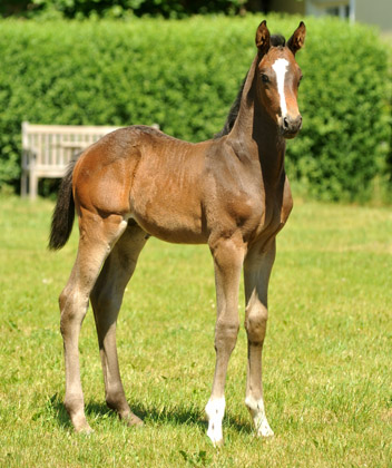 Trakehner Hengstfohlen von Saint Cyr u.d. Samsara v. Hyllos, Foto: Beate Langels, Trakehner Gestt Hmelschenburg