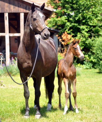 Trakehner Hengstfohlen von Saint Cyr u.d. Samsara v. Hyllos, Foto: Beate Langels, Trakehner Gestt Hmelschenburg