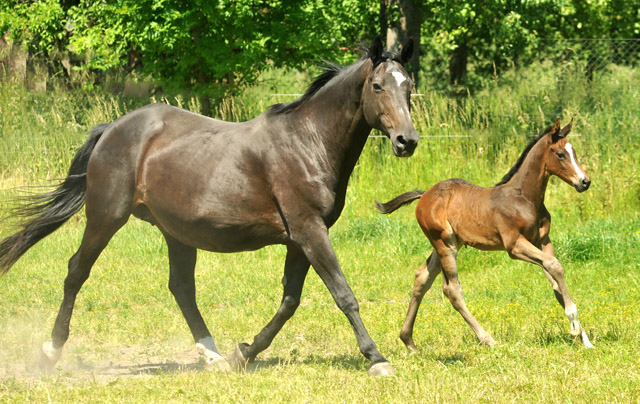 Trakehner Hengstfohlen von Saint Cyr u.d. Samsara v. Hyllos, Foto: Beate Langels, Trakehner Gestt Hmelschenburg