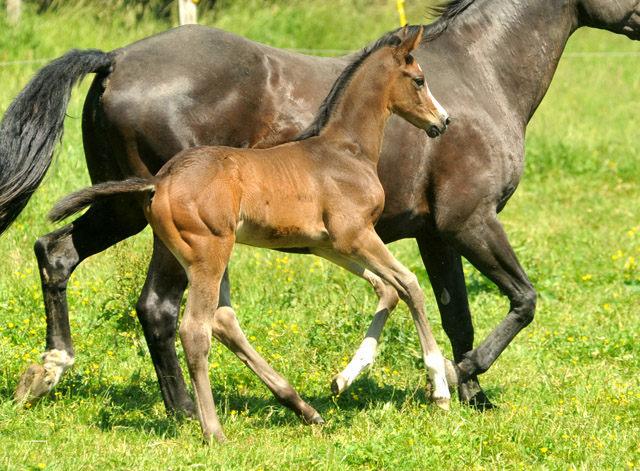 Trakehner Hengstfohlen von Saint Cyr u.d. Samsara v. Hyllos, Foto: Beate Langels, Trakehner Gestt Hmelschenburg